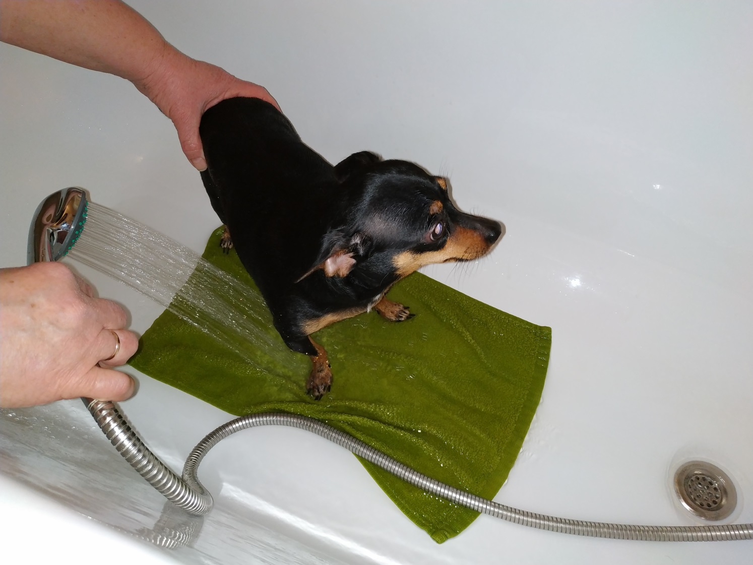 Чугунная ванна – отличный вариант для владельцев домашних животных